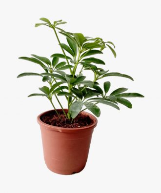 Echeveria Succulent Schefflera Umbrella Plant