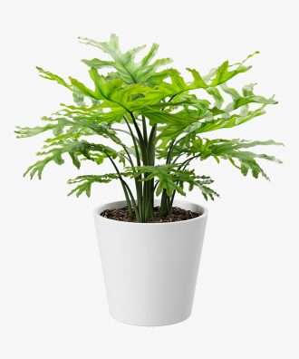 Royal Land Tree Philodendron Plant